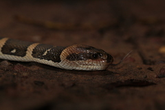 Homalopsis mereljcoxi