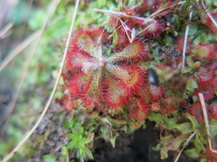 Drosera natalensis