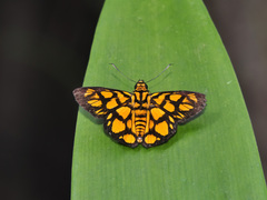 Odina hieroglyphica ortina