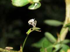 Colecerus