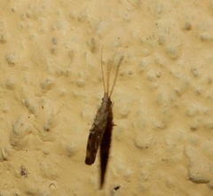 Berothidae