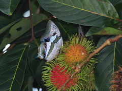 Polyura schreiber tisamenus