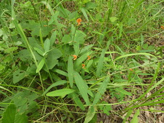 Tephrosia acaciifolia