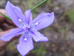 Moraea inclinata