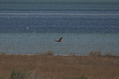Circus aeruginosus