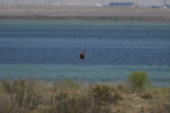 Circus aeruginosus