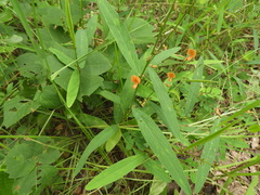 Tephrosia acaciifolia