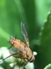 Leskia aurea