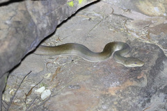 Liasis olivaceus olivaceus