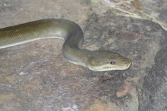 Liasis olivaceus olivaceus