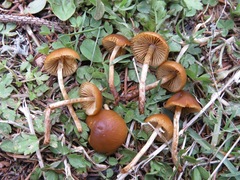 Conocybe nemoralis