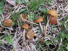 Conocybe nemoralis