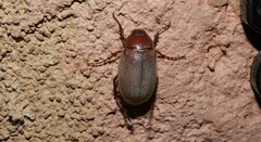 Phyllophaga vetula