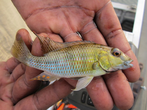 Spitskop-cichlide (Pharyngochromis acuticeps) — Cichlidae