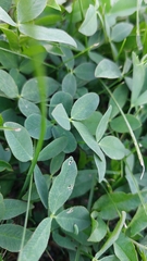 Trifolium longipes