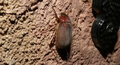 Phyllophaga vetula