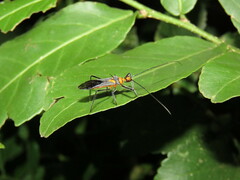 Repipta fuscipes