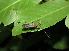 Repipta fuscipes