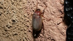 Phyllophaga vetula