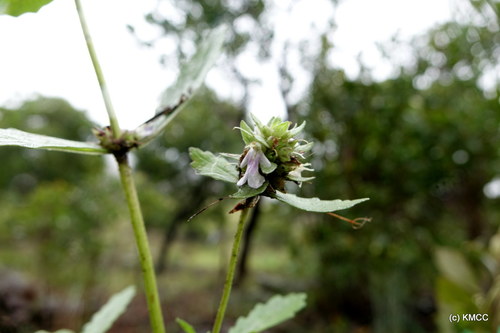 Ajuga robusta image