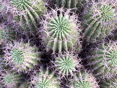 Euphorbia stellispina