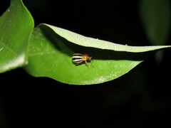 Kuschelina tenuilineata