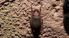 Phyllophaga vetula
