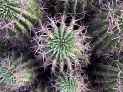 Euphorbia stellispina
