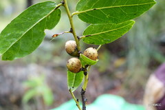 Diospyros cinnamomoides image