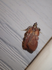 Galasa nigrinodis