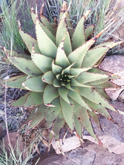 Aloe broomii