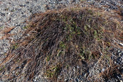 Muehlenbeckia ephedroides