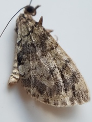 Hydriomena perfracta