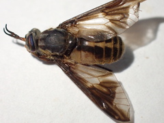 Chrysops indus