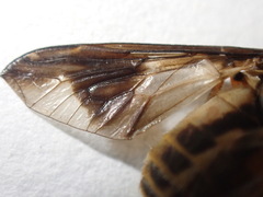 Chrysops indus