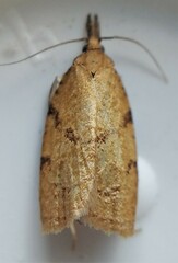 Cenopis directana