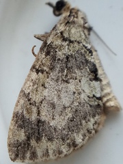 Hydriomena perfracta