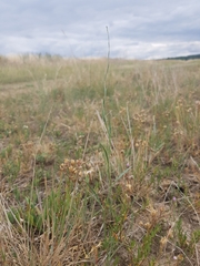 Bupleurum tenuissimum