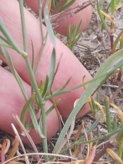 Bupleurum tenuissimum