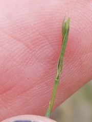 Bupleurum tenuissimum