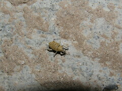 Colecerus