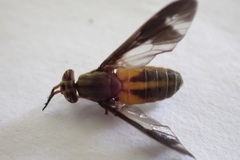 Chrysops macquarti