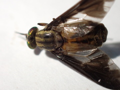 Chrysops moechus