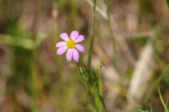 Coreopsis rosea