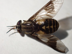 Chrysops sackeni