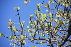 Dipterocarpus tuberculatus