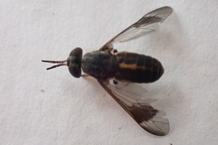 Chrysops univittatus