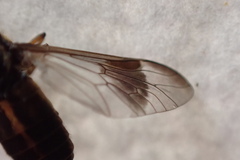 Chrysops univittatus