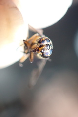 Chrysops univittatus