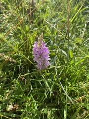 Dactylorhiza fuchsii